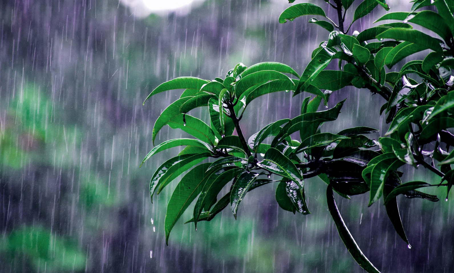 连日阴雨气温降,虽是夏季夜半凉是什么生肖,构建解答解释落实_h7w37.02.05