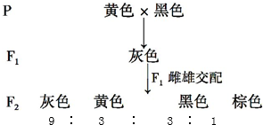 鼠目寸光一点点指什么生肖,定量解答解释落实_o082.14.74